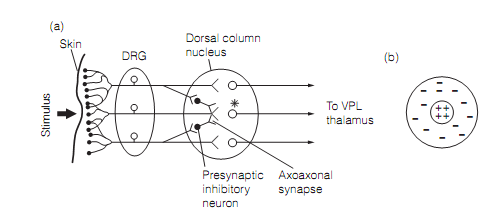 1551_Dorsal column–medial lemniscal (DcmL) pathway.png